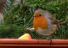 Create A Wildlife-Friendly Garden With These Useful Tips Wildlife