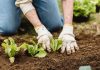 The Ultimate Guide On How To Start A Vegetable Garden Vegetable