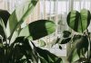 The Ultimate Green Home Checklist: Do You Need These Facilities? Green Home