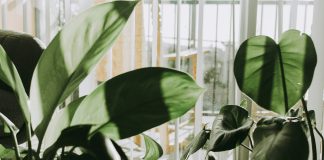 The Ultimate Green Home Checklist: Do You Need These Facilities? Green Home