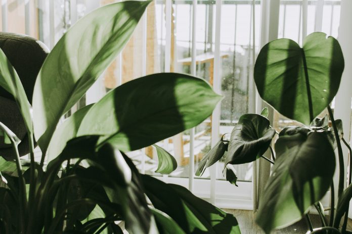 Green Home